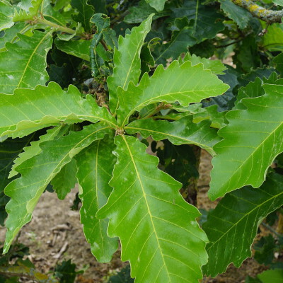 Quercus dentata 'Sir Harold Hillier'